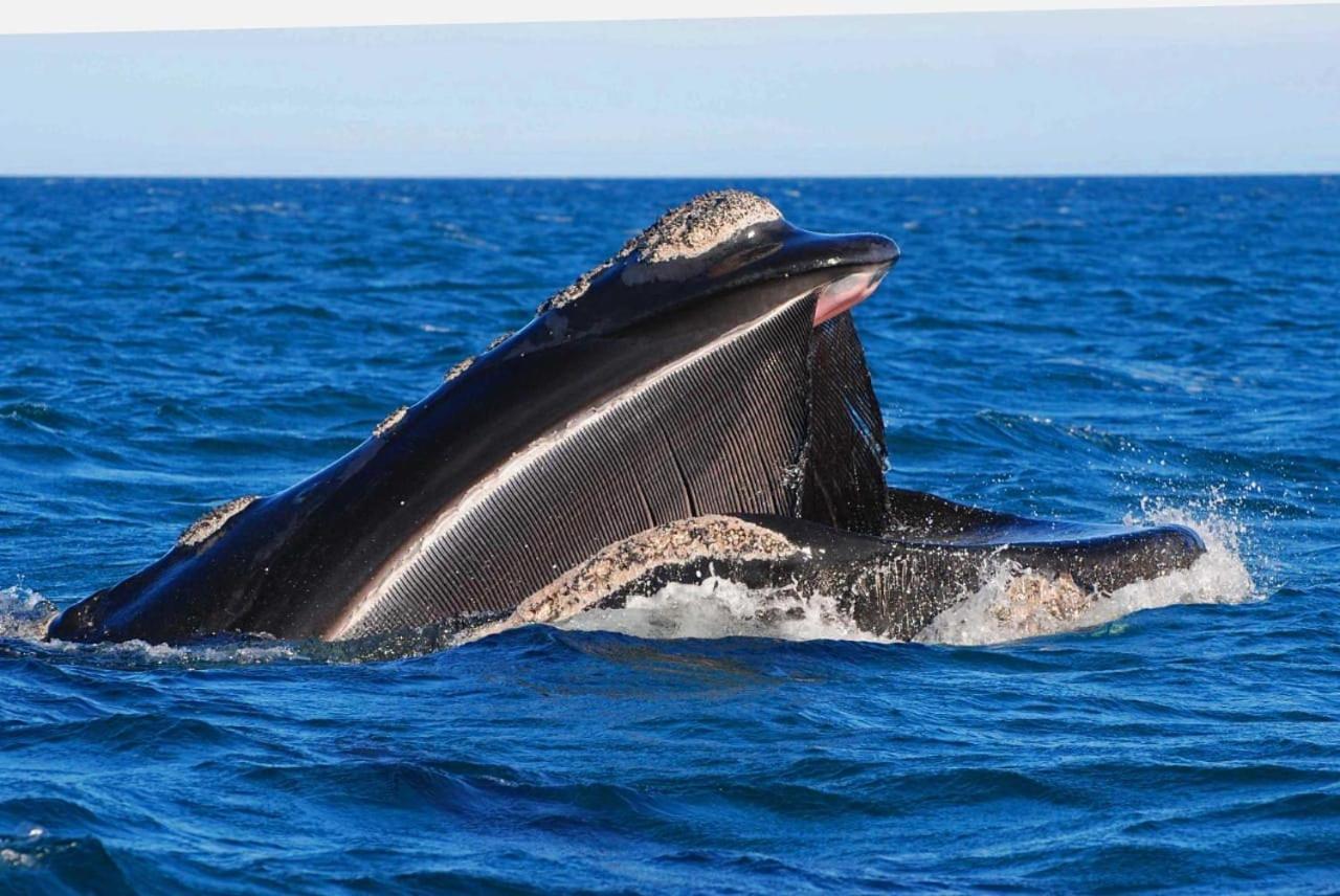 El Canto De La Ballena Loft 1 Puerto Pirámides Dış mekan fotoğraf